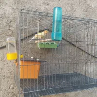 قناری ناز و مست مست