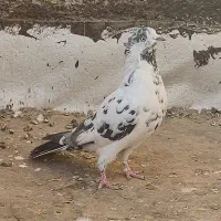 یک جفت کفتر خال قدیم ذات دار پرشی|پرنده|ساوه, |دیوار