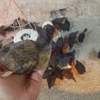 جوجه مرغ گلپایگانی