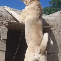 واگذاری ماده پژدر