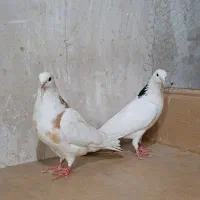 کبوتر جفت با جوجه