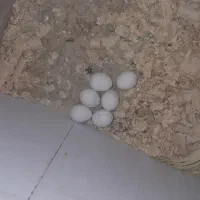 جفت عروس هلندی با ۶تا تخم