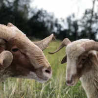 گوسفند نر محلی درجه یک