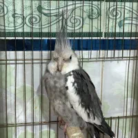 عروس هلندی نژاد وایت فیس