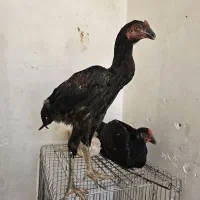 جوجه خروس لاری افغان|حیوانات مزرعه|کرج, دهقان ویلا|دیوار
