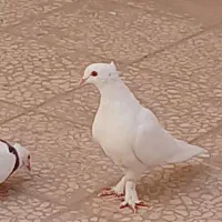 چند تا جوجه ونر عالی|پرنده|قم, پردیسان|دیوار