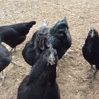 تخم مرغ ایام سمانی سیاه