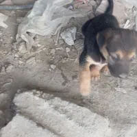 ۲توله ژرمن با مادر