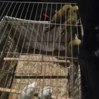 6مرغ عشق معاوضه با جوجه هلندی