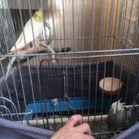 عروس هلندی مولد جفت|پرنده|تهران, خانی آباد نو شمالی|دیوار