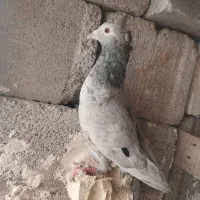 کوهی ماده طوق یکت ماده|پرنده|شوشتر, |دیوار