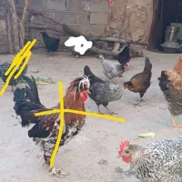 مرغ‌تخمگذار