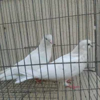 مایه کفتر پرشی
