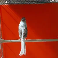 قناری رسمی بلندماده