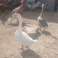 قوغاز