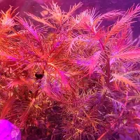 پلنت|ماهی|اصفهان, خواجو|دیوار