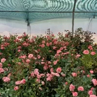 گل رز خوشه ای  پرغنچه