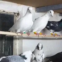 کبوتر دورگ غریب