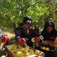 سر کارگر چیدن انواع میوه چینی و انگور چیدن حبوبات|خدمات باغبانی و درختکاری|قزوین, |دیوار