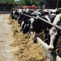 گاو گوساله تلیسه