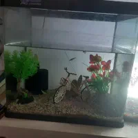 آکواریوم سالم و ارزان فروشی|ماهی|کتالم و سادات شهر, |دیوار