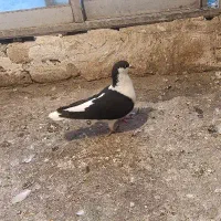 کفتر ساده سیاه