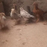 جوجه مرغ و خروس محلی رسمی گلپایگان.نیمچه