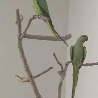 دو‌تا ملنگو نر با دو قفس