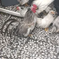 سلام خروس میفروشم‌چون جا ندارم|حیوانات مزرعه|رشت, آب آسیاب|دیوار