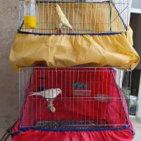 قنار نر و ماده