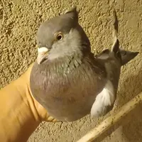متن بخون پ ر ن د ه