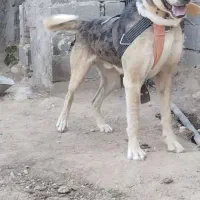 سگبراینگهبانی|سگ|دشتابی, |دیوار