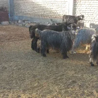 بز روزگاری و بدرد بخور.۲۳ راس