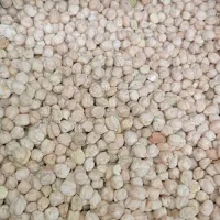 نخود خوش پخت و تازه بیرانشهر
