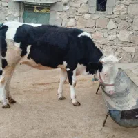 فروش یک راس شنگنل سی میتال