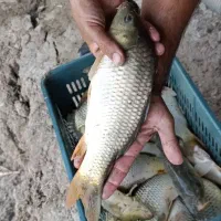 فروش بچه ماهی کپور و آمور|ماهی|ساری, |دیوار