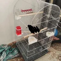 قفس پرنده|لوازم جانبی حیوانات|کرمانشاه, |دیوار