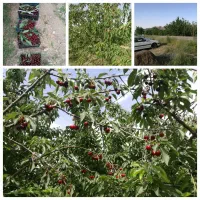 خونه-باغ-ویلا-بهترین-منطقه-درباغ-کرمجگان-زیر-قیمت