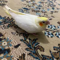 جوجه عروس هلندی