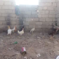 مورغ‌فروشی