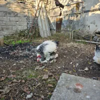 جوجه برهما لایت|حیوانات مزرعه|ساری, |دیوار