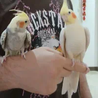 فروش پرنده عروس هلندی یک جفت و یک بچه|پرنده|تهران, شهرک آزمایش|دیوار