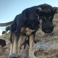 سگ دزدیده شده|حیوانات|باروق, |دیوار