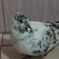 سه تا کبوتر گرویی سال