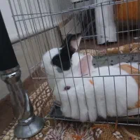 خرگوش نر و ماده
