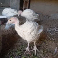 جوجه بوقلمو