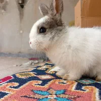 خرگوش سرحال