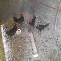 ۴عدد خروس جوان