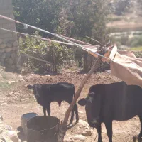 گاو و گوساله نر