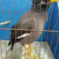 مرغ مینا|پرنده|اسالم, |دیوار